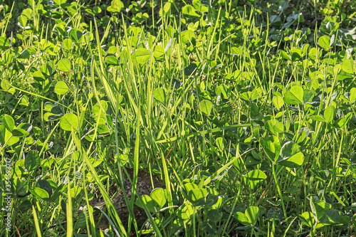Grass and clover leaves in the background light