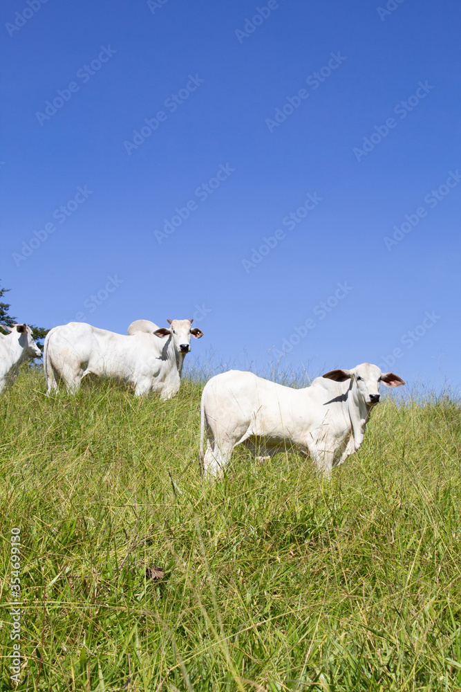 Obraz premium Nelore at sun in the pasture of a farm in Brazil. Livestock concept. Cattle for fattening. Agriculture.