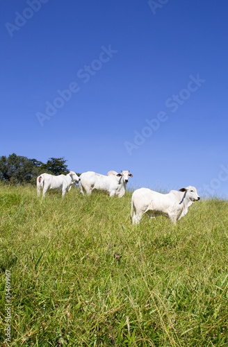 Nelore at sun in the pasture of a farm in Brazil. Livestock concept. Cattle for fattening. Agriculture.