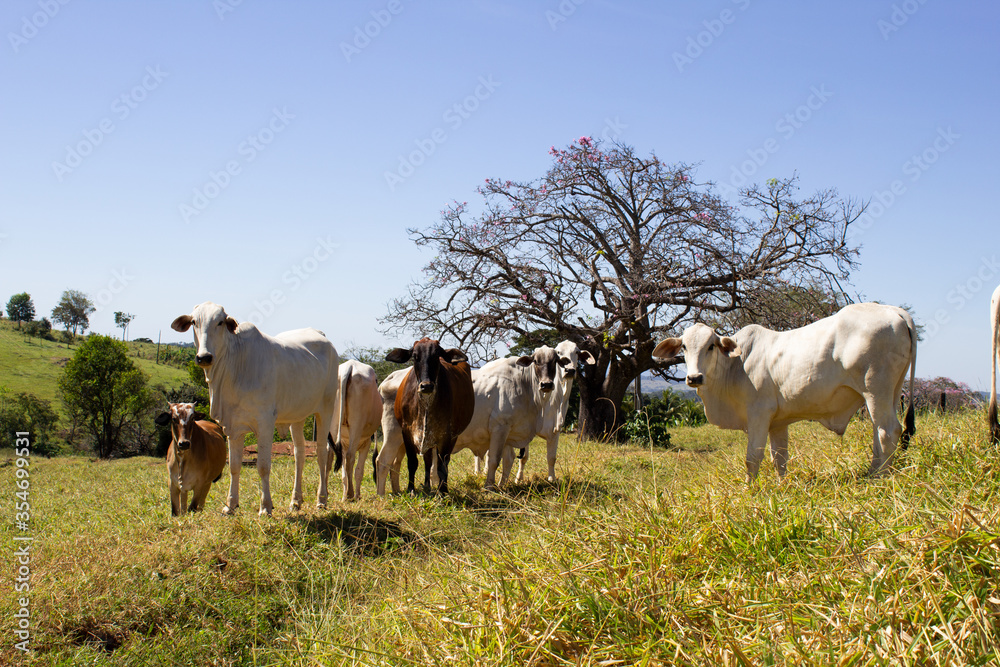 Nelore at sun in the pasture of a farm in Brazil. Livestock concept. Cattle for fattening. Agriculture. Nelore at sun in the pasture of a farm in Brazil. Livestock concept. Cattle for fattening. Agriculture.