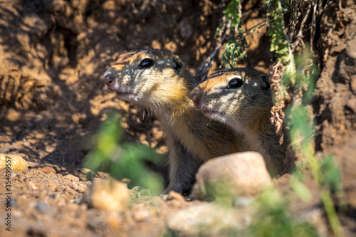 two gophers peep out of a hole