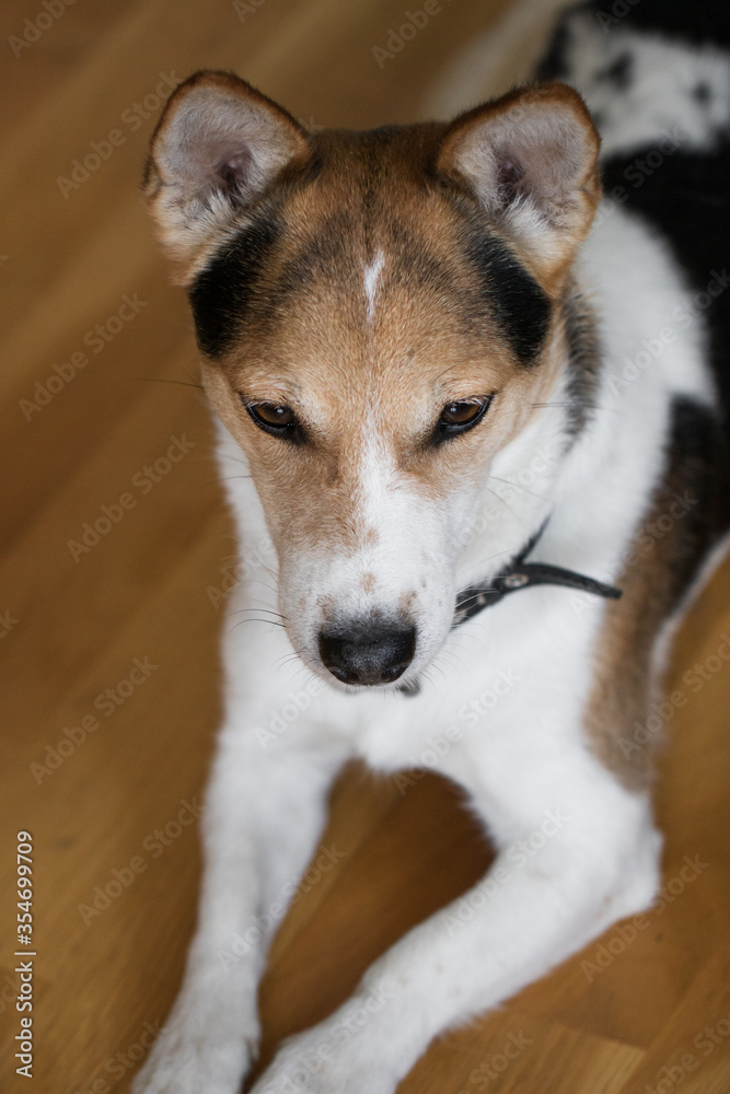 The dog rests on the floor at home. The dog rests on the floor at home.