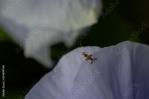 close up of a chrysanthemum lace bug