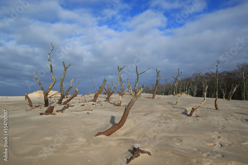 Dead trees on sand dunes in Slowinski National Park near Baltic sea  Poland