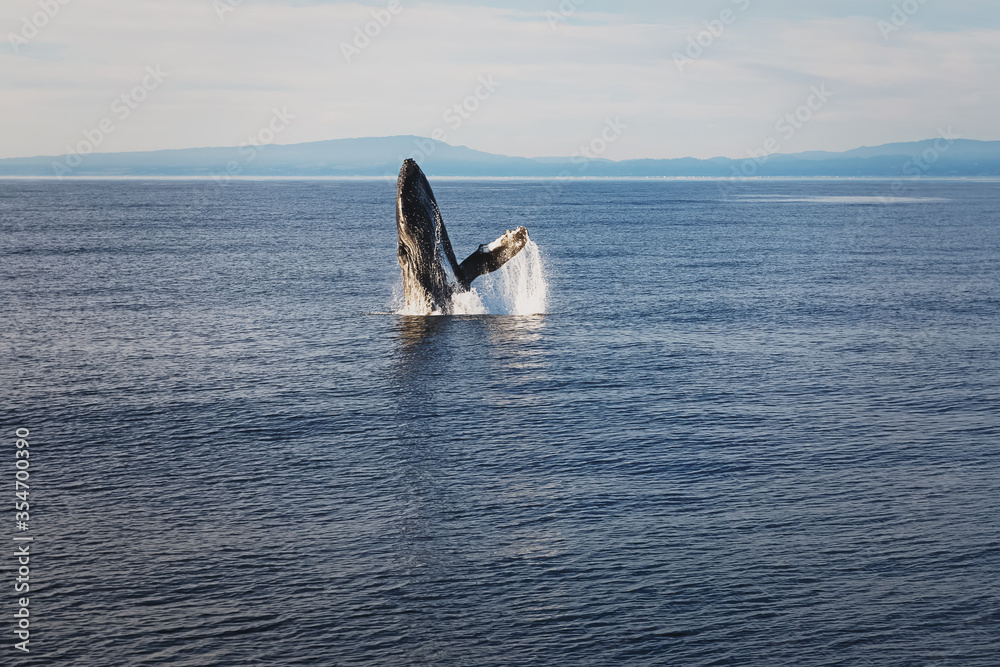 Fototapeta premium Whale jumping from the water during whale wathing