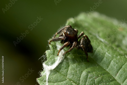 close up of a jumping spider on a leaf