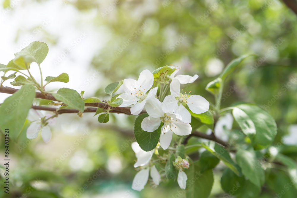 blooming young Apple tree in the garden. branches of Apple blossoms and green young leaves in spring