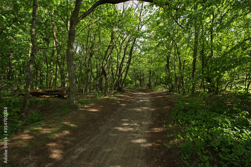 Fototapeta premium Path in Kampinos National Park in Poland