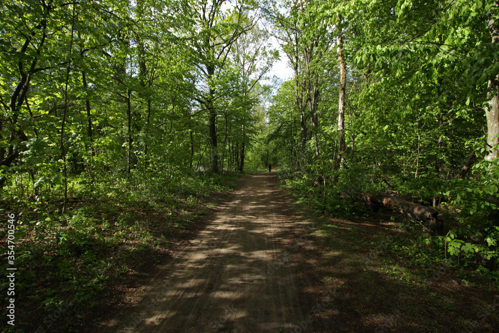 Fototapeta premium Path in Kampinos National Park in Poland
