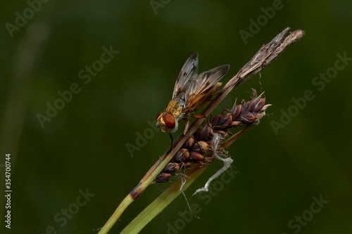 close up of ectophasia crassipennis on grass photo
