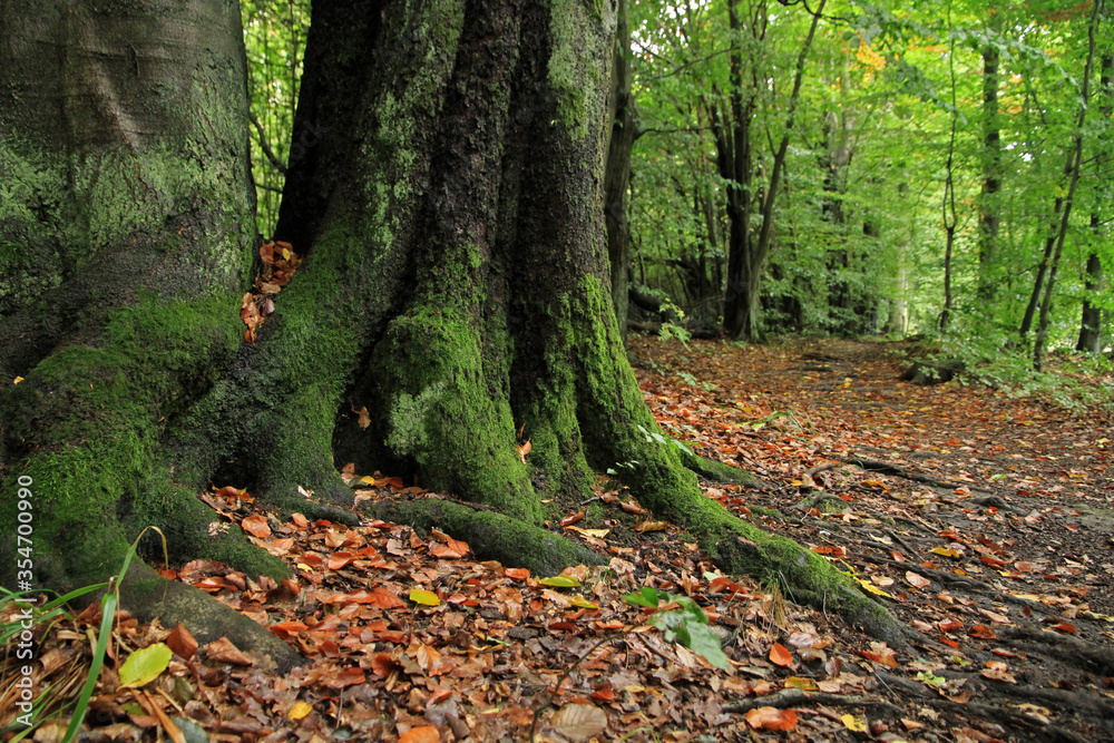 Old trees in forest in Masuria region in Poland Old trees in forest in Masuria region in Poland