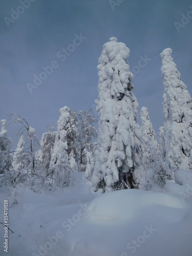 Winter snow-covered trees in the Ural mountains.