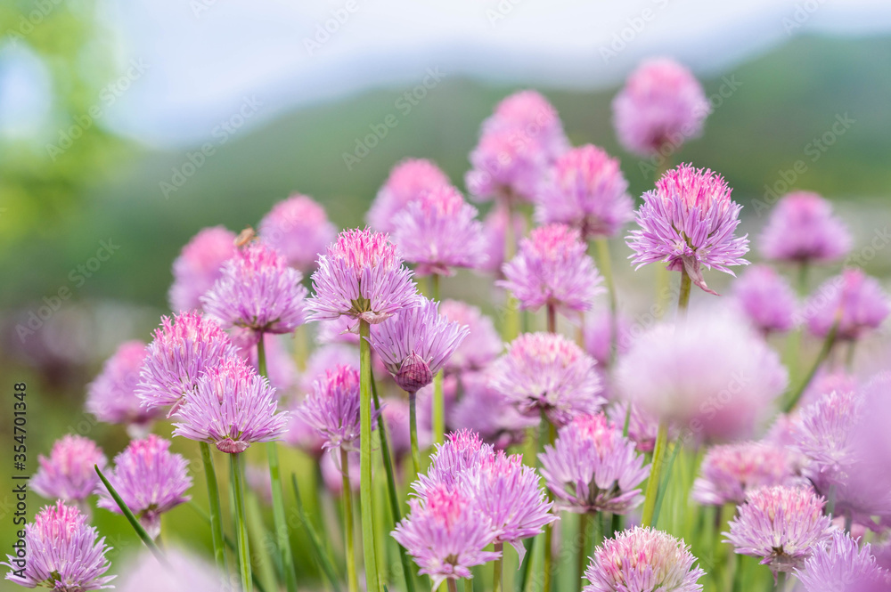 Obraz premium チャイブの花
