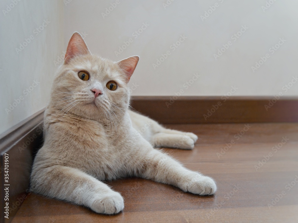 A cute peach-colored plush cat with amber eyes lies on the floor and looks at the camera.