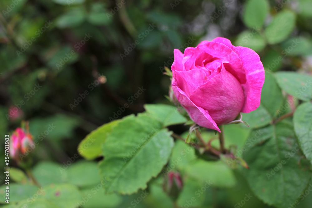 Dark pink rose bud on the bush in the summer garden. Close-up, selective focus, copy space Dark pink rose bud on the bush in the summer garden. Close-up, selective focus, copy space