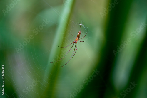 close up of a common stretch spider on its web