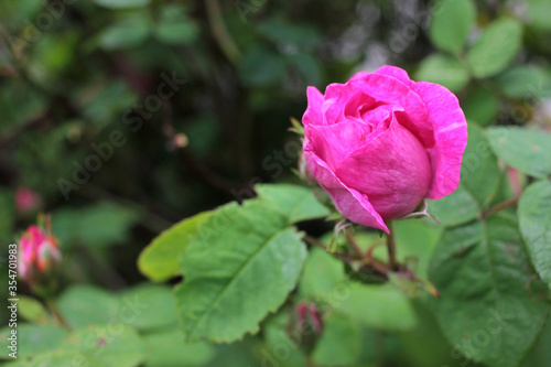 Dark pink rose bud on the bush in the summer garden. Close-up, selective focus, copy space
