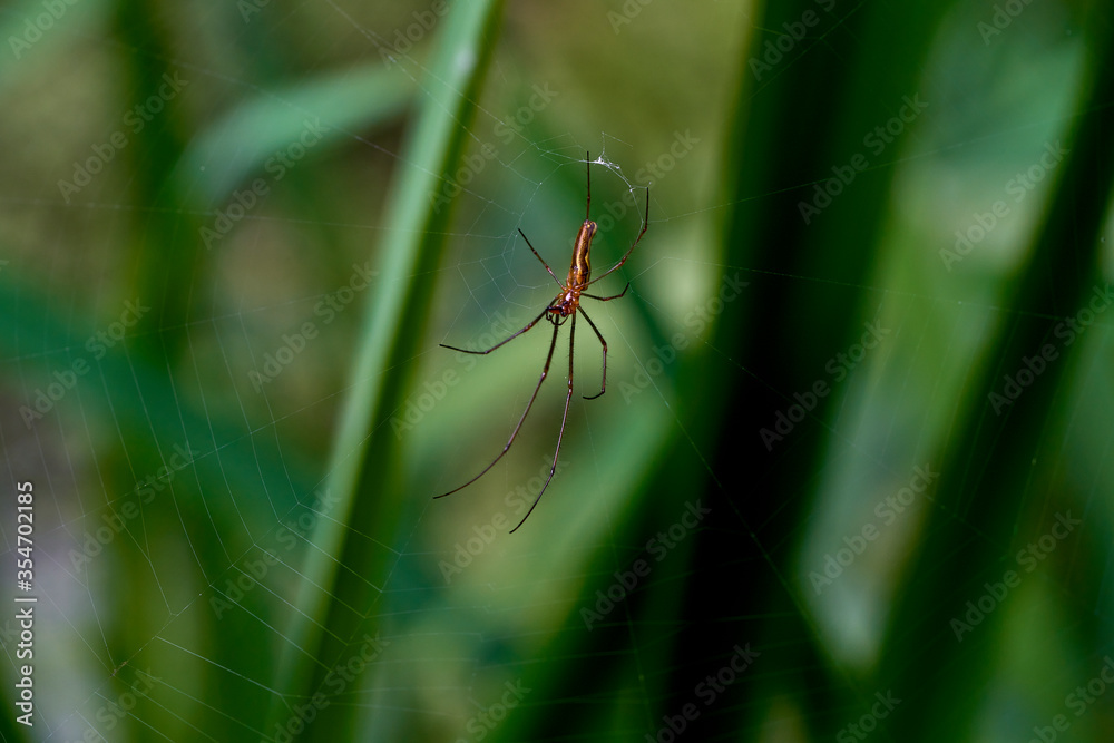 close up of a common stretch spider on its web close up of a common stretch spider on its web