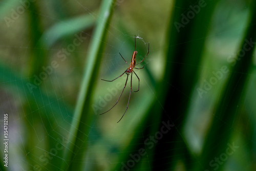 close up of a common stretch spider on its web © marcobortignon