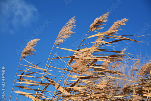 dried sedge stalks on a background of blue sky photo