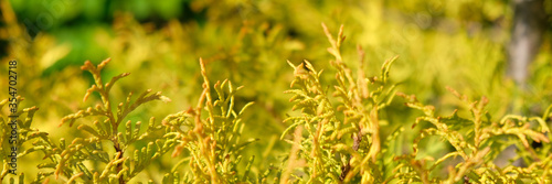 Blurred Background. Golden thuja needles on a background of green garden.