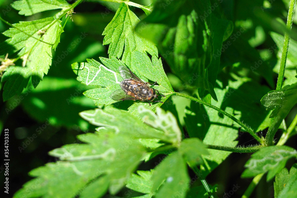 a large black fly sits on a green leaf in the sun