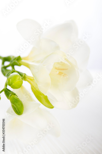 White freesia with a green leaf on a white background up close