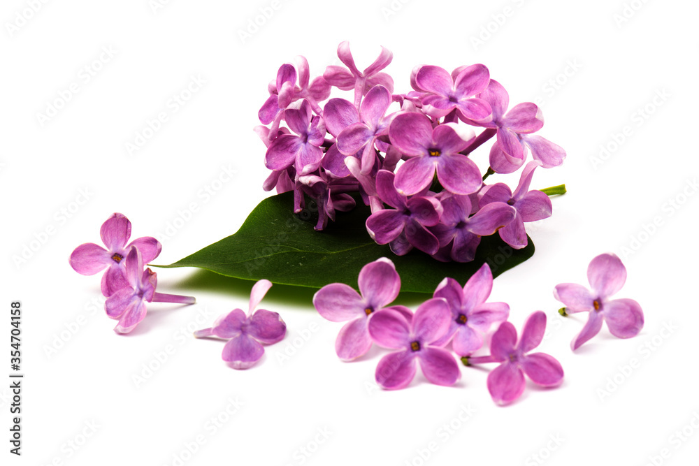 Fototapeta premium Beautiful blossoming lilac on white background. Space for text
