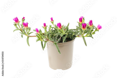 Delosperma succulent plant