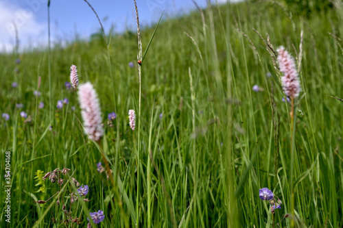 wide view of a lady bird in field