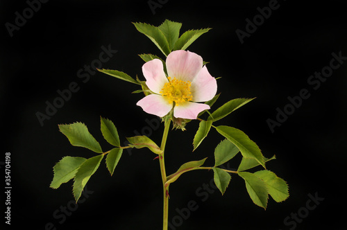 Dog rose against black