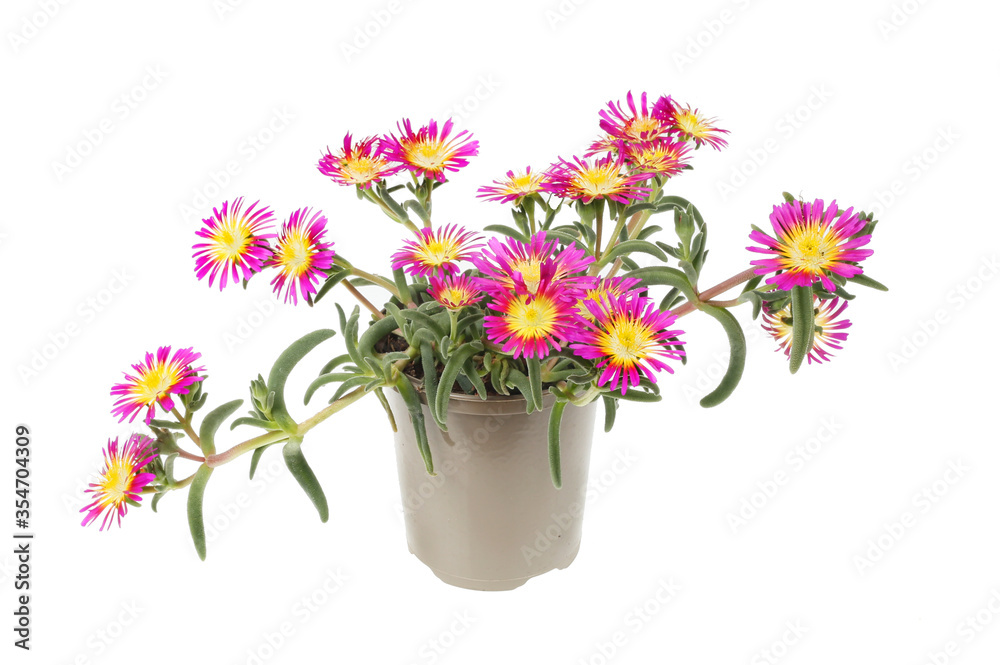 Flowering delosperma plant