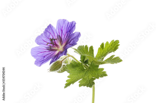 Blue geranium flower