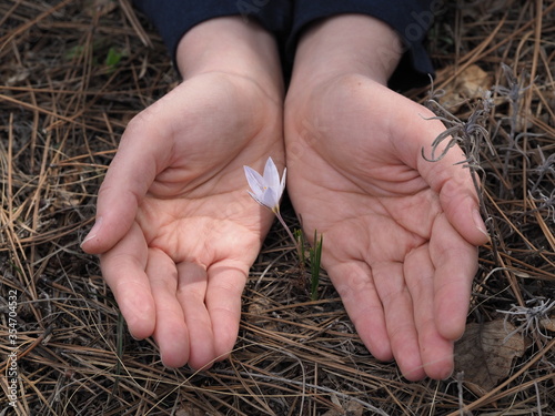 A spring flower is covered by human hands. Love, Heart and beauty in hands.