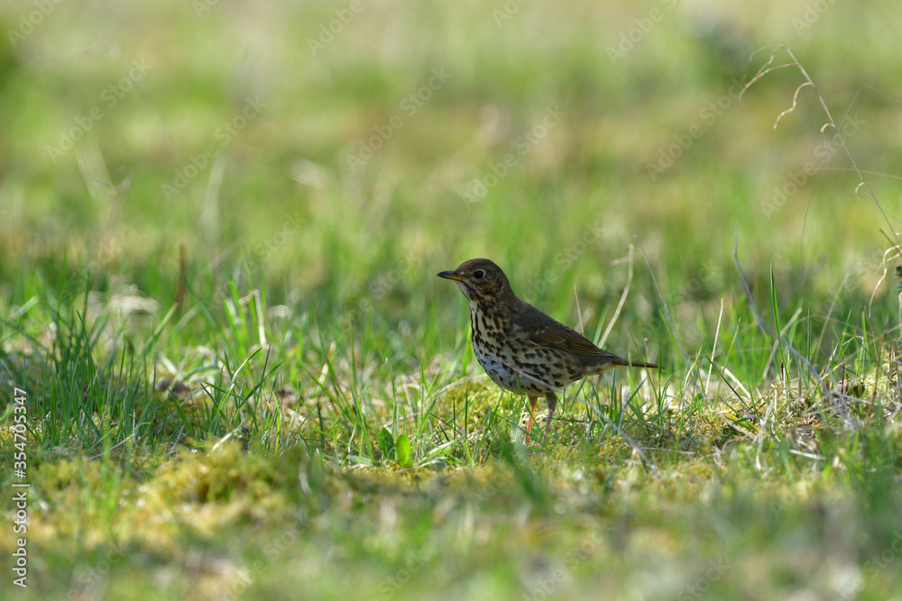 Portrait of the song thrush bird walking in green grass Portrait of the song thrush bird walking in green grass