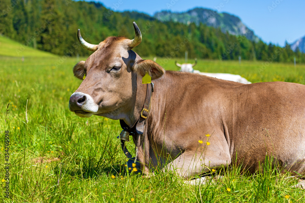 Kuh - Allgäu - Frühling - Alpen - Blumen