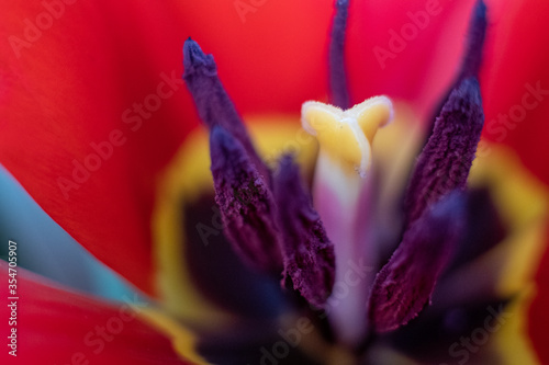 Close-up macro fresh spring bouquet of tulips with transparent dew water drops on petals. Soft focus on dew rain tear droplets.