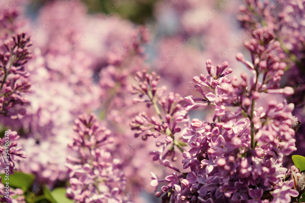 Branch with spring lilac flowers. Sping background