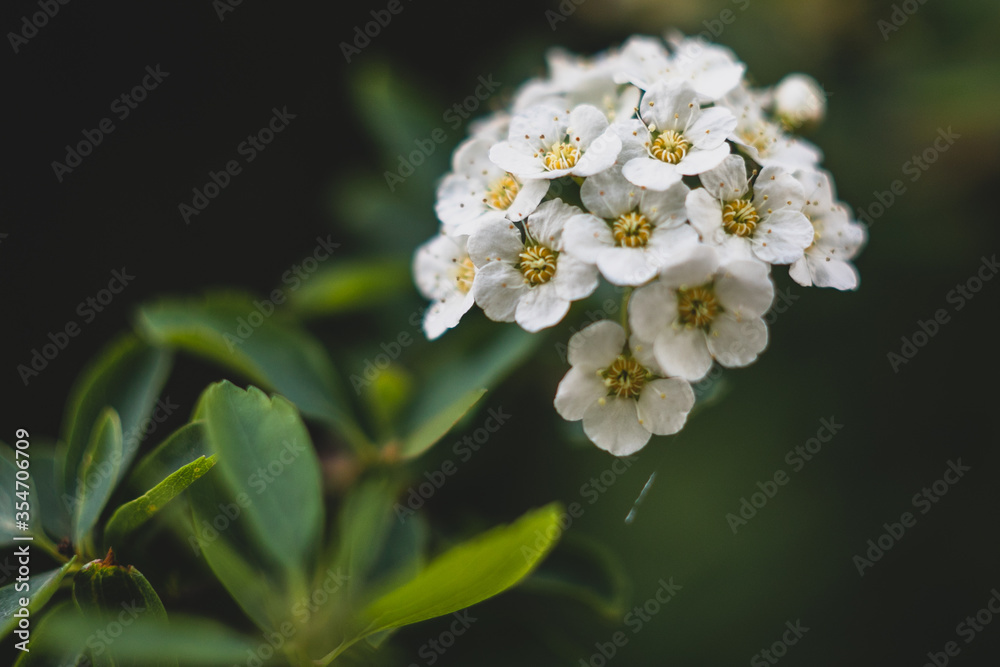 Fototapeta premium close up of white flower