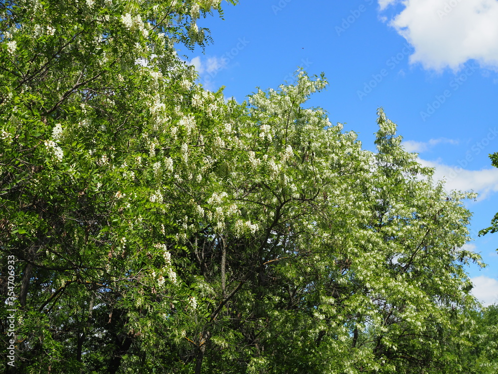 Blooming acacia tree with white flowers and blue sky in the sunny spring Blooming acacia tree with white flowers and blue sky in the sunny spring