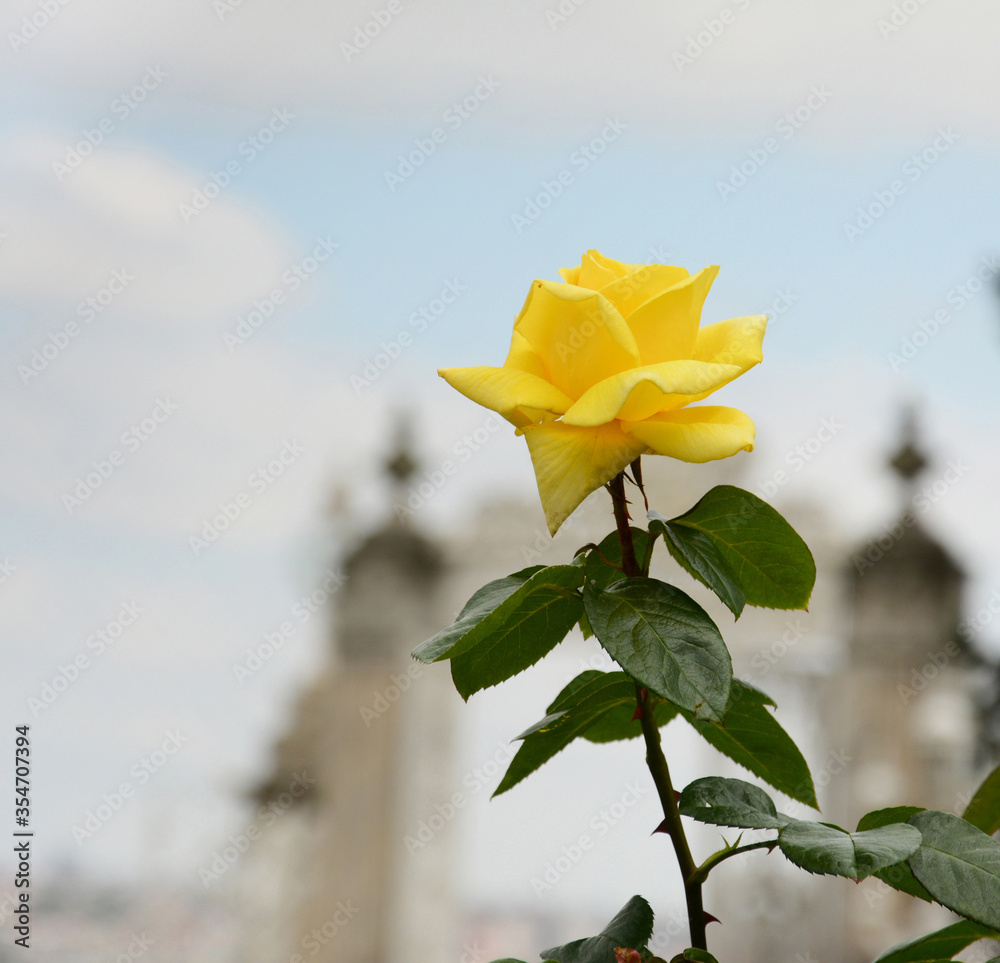 Single yellow rose under cloud day in Spring Single yellow rose under cloud day in Spring
