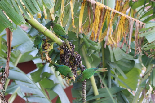 tropical palm tree