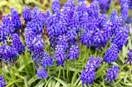 eautiful blue decorative flowers in the garden