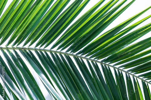 Palm Tree leaves