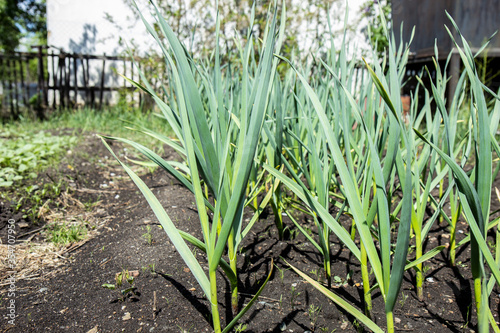 Green garlic in the garden