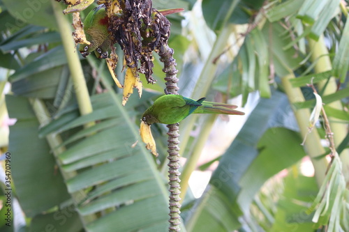 bird of paradise