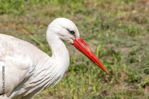 White stork (Weißstorch, Ciconia ciconia, Klapperstorch)