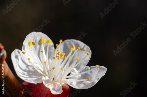 Apricot flower in early spring, closeup