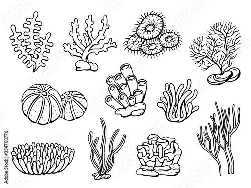 Coral drawing doodle set. Vector illustration