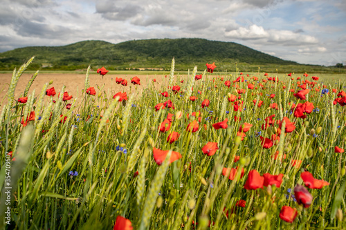 A field with red poppies flowers  green grass and cloudy sky on sunny day. Colorful flowers on the field near the mountains  